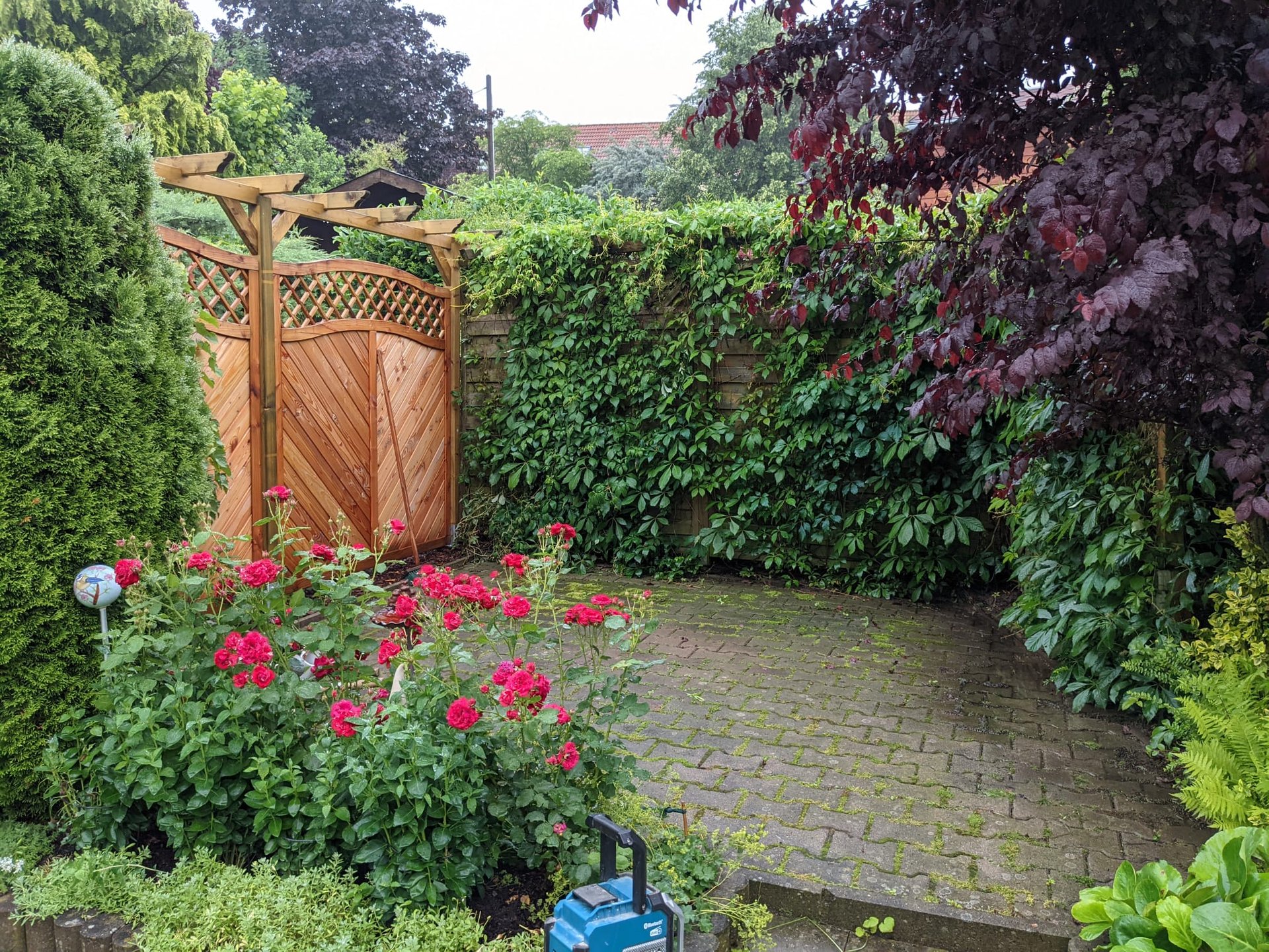 Holz-Sichtschutz hinter einem Rosenbeet und gepflasterter Fläche